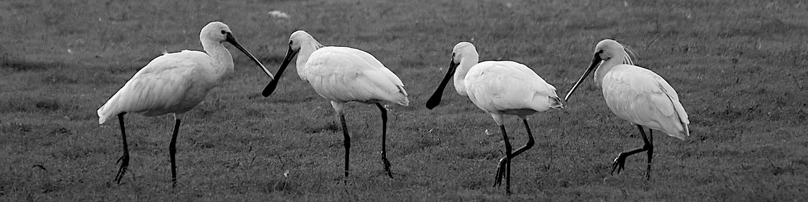Birds of Bhigwan