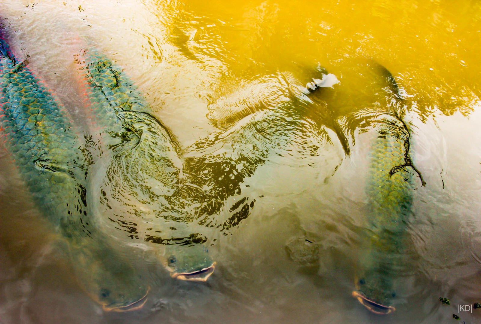 Arapaima
