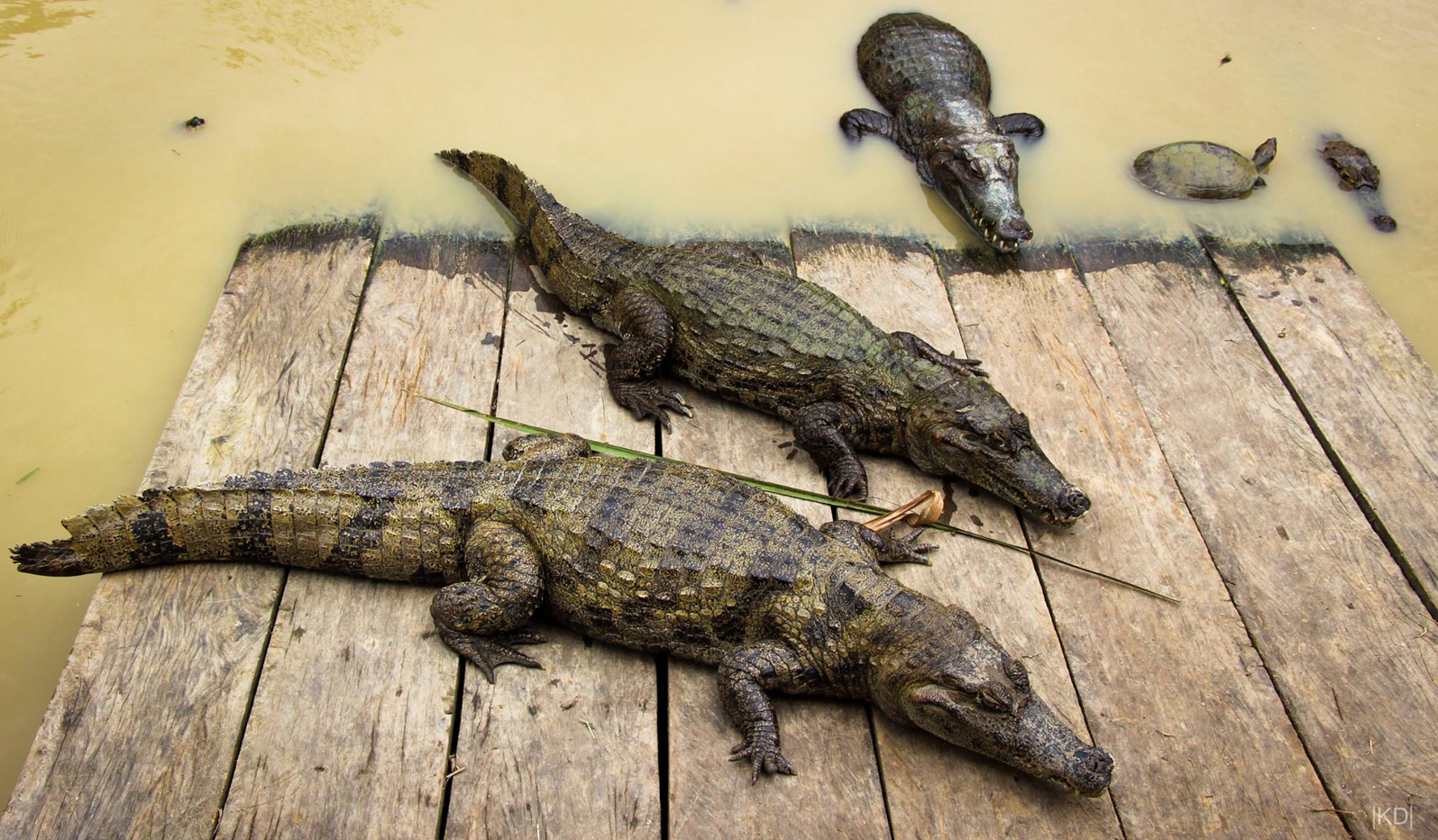 Caimans