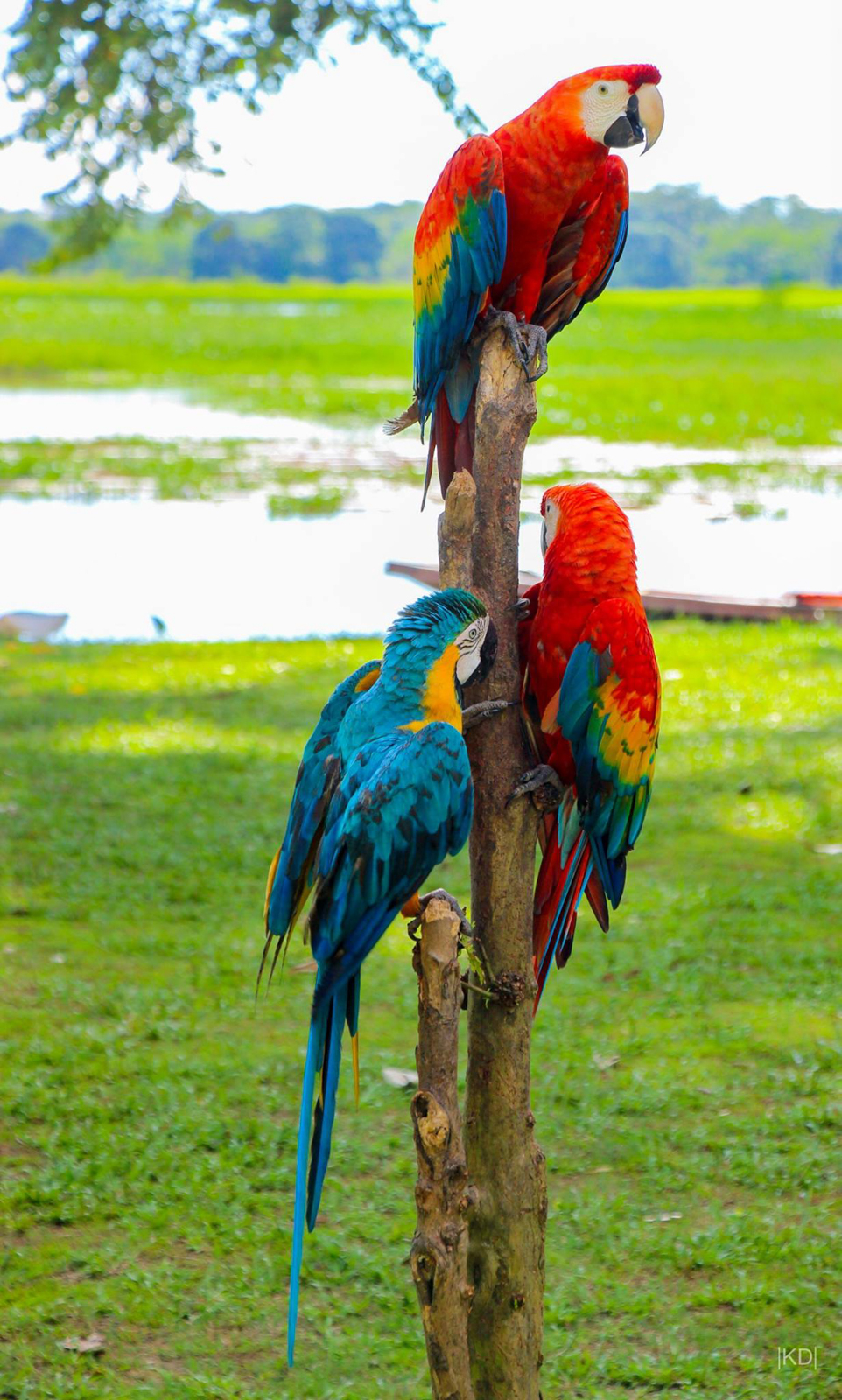 Birds