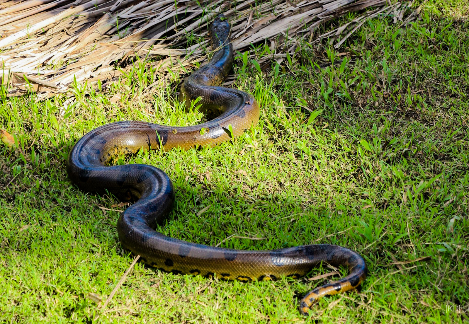 Anaconda